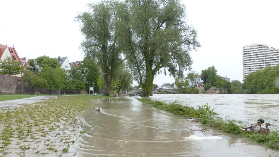Ankor som simmar på översvämmad gata