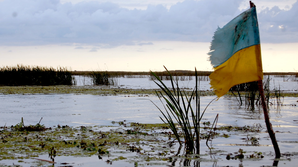 A torn flag of ukraine, put up in a swamp with lots of water and moss and grass sticking out. Cloudy sky in background