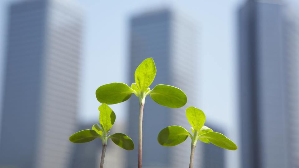 small plants with blurred skyscrapers in the background