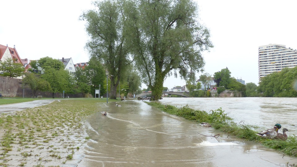 Ankor som simmar på översvämmad gata