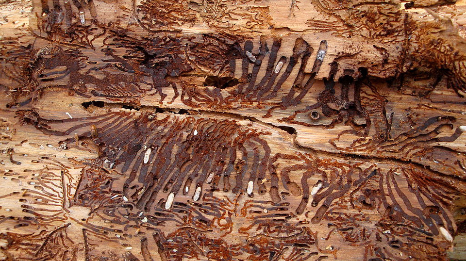 Damaged wood with traces of spruce bark beetle