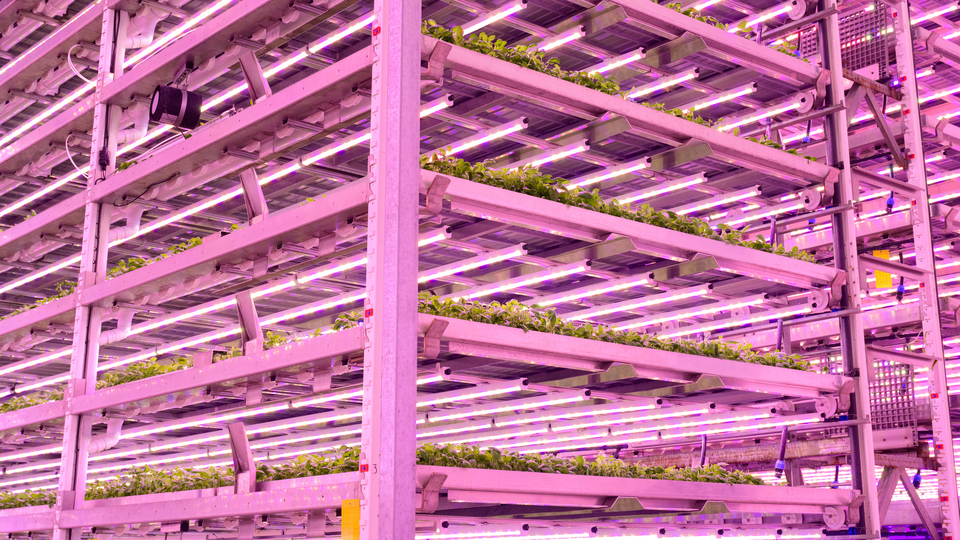 Low angle view of layered herb plants enjoying hydroponic technology system of controlled LED light and CO2-infused air in pristine growing chamber.